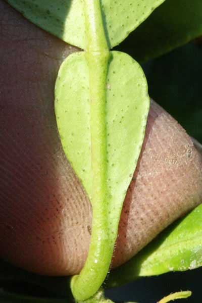 petiole wings medium, apex rounded